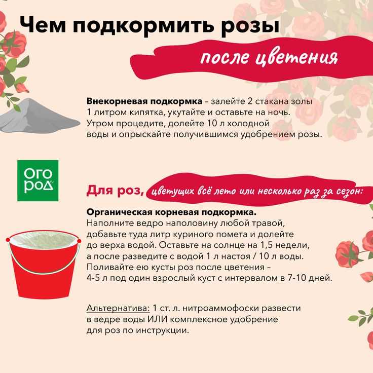 Как ухаживать за розами в саду летом, чтобы цвели красиво, этапы ухода на даче на открытом участке в июне, июле и августе