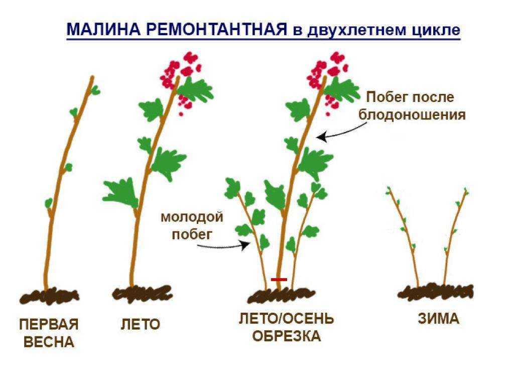 Как ухаживать за черноплодной рябиной осенью и правильно подготовить к зиме