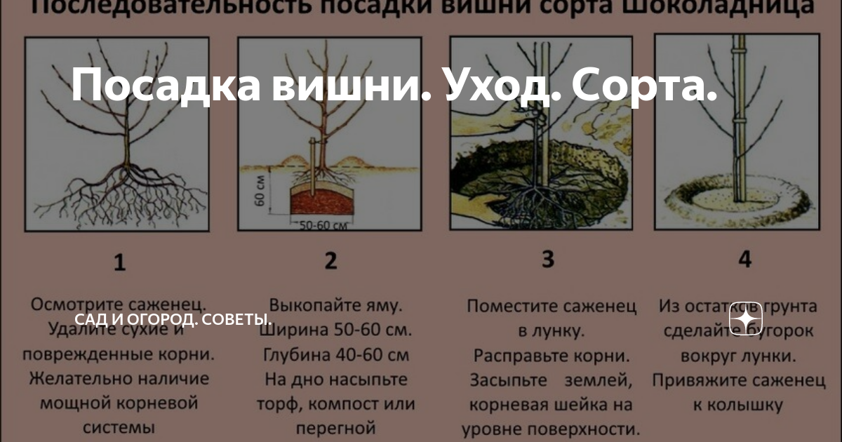 Как сажать вишню весной: пошаговая инструкция с фото для начинающих    :: клео.ру