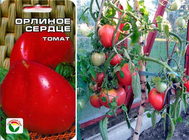Томат орлиное сердце: отзывы (15), фото, урожайность, описание и характеристика | tomatland.ru