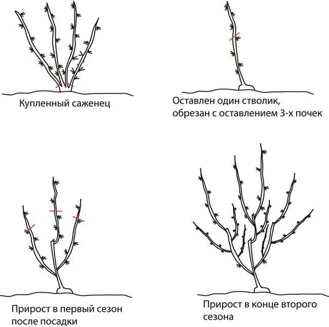Обрезка крыжовника осенью: сроки, схемы, правила для начинающих
