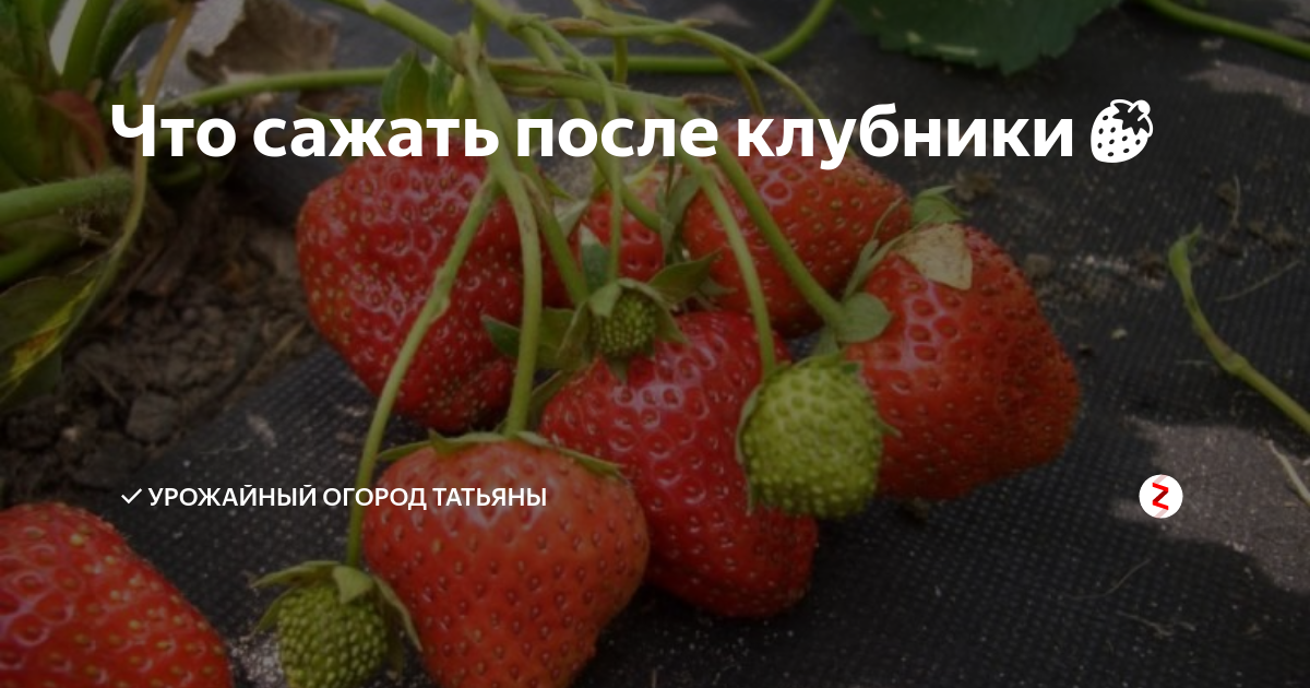 Что можно сажать после клубники на следующий год