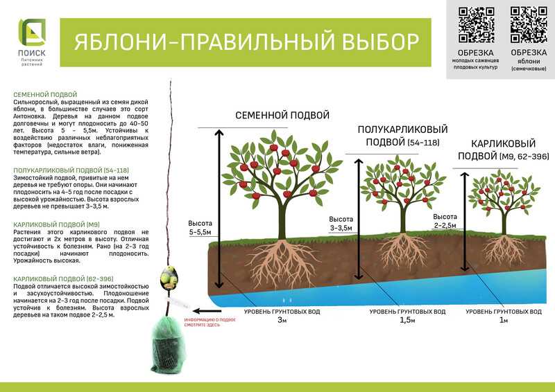 Карликовые яблони: достоинства, недостатки и описание сортов, правила посадки и ухода за деревьями