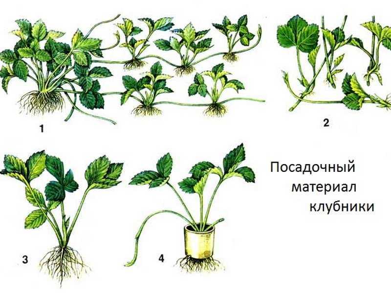Как посадить клубнику на черный укрывной материал - полная инструкция