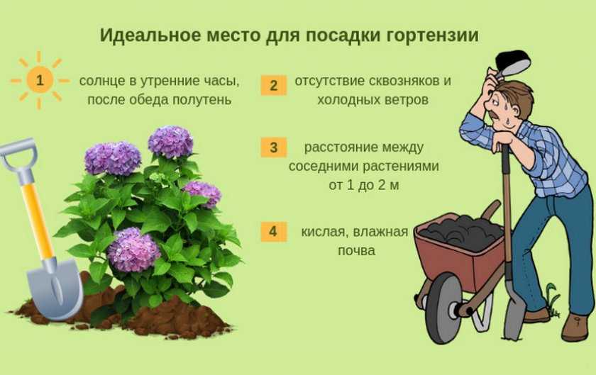 Как вырастить сирень в саду в домашних условиях - посадка, уход