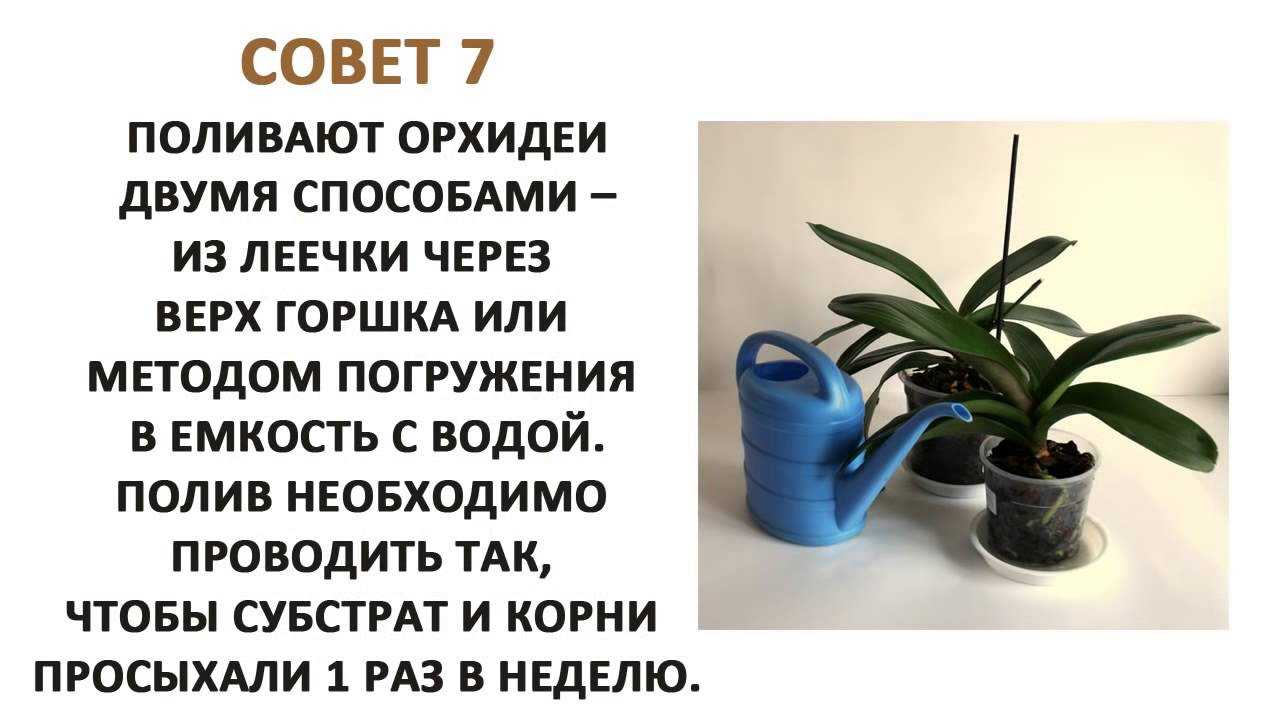 Орхидея и что с ней делать после покупки - mirogorodov.ru
