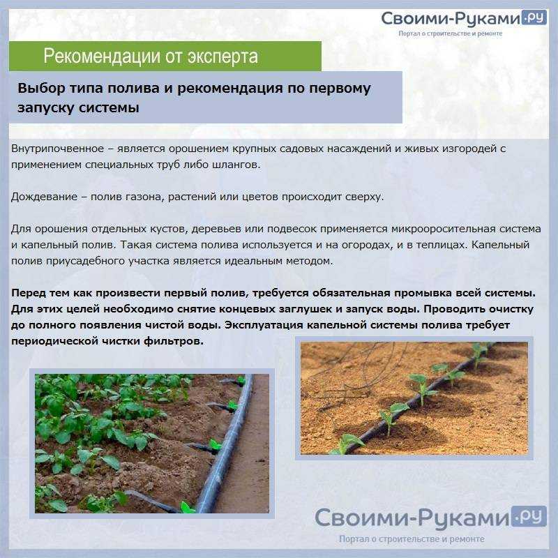Как правильно поливать арбузы