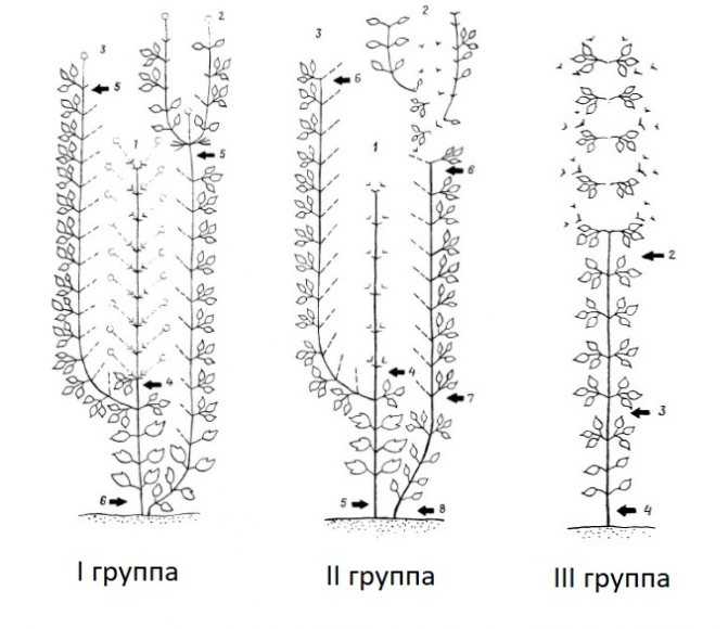 Клематисы: подготовка к зиме, пересадка, размножение и обрезка