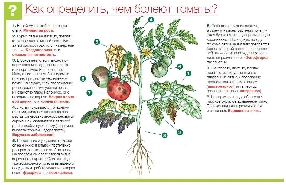 Болезни рассады томатов: описание с фотографиями и способы лечения