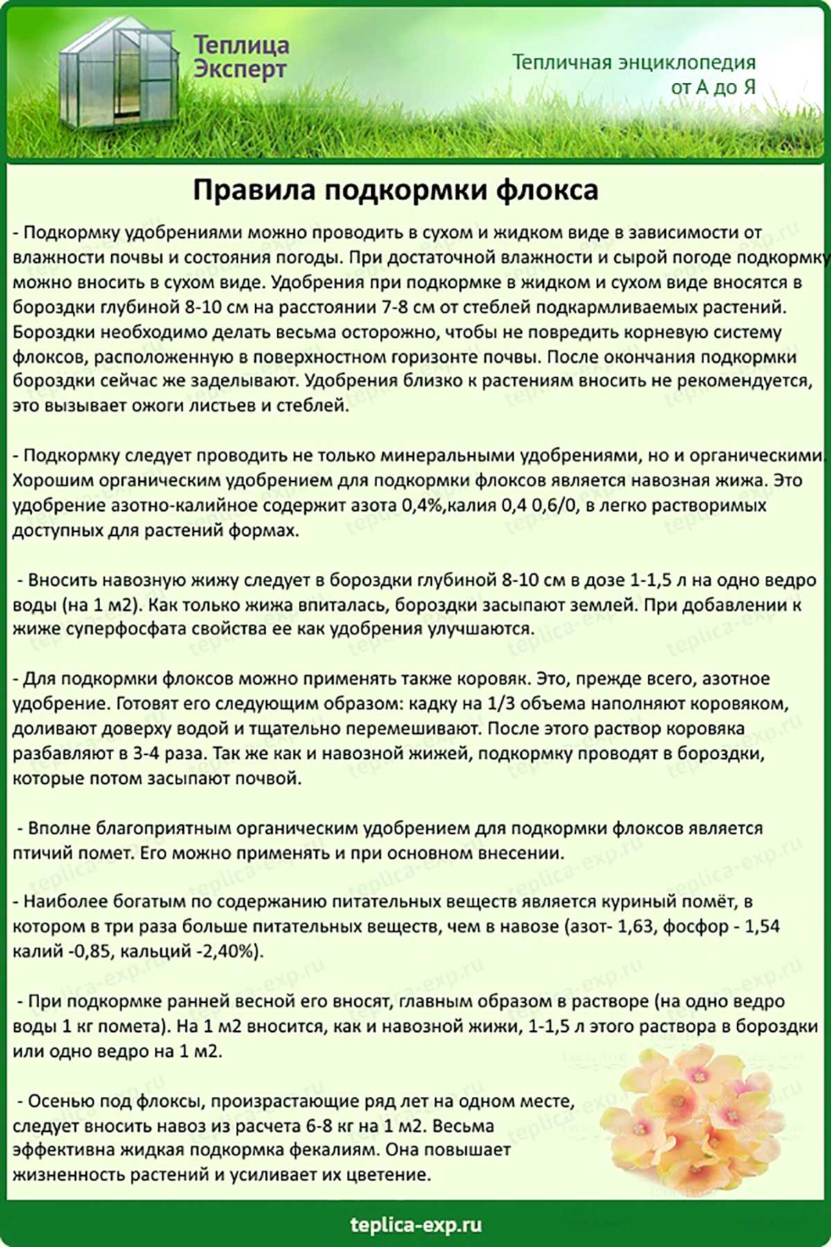 Чем подкормить лилии: весной в мае, для пышного цветения, роста