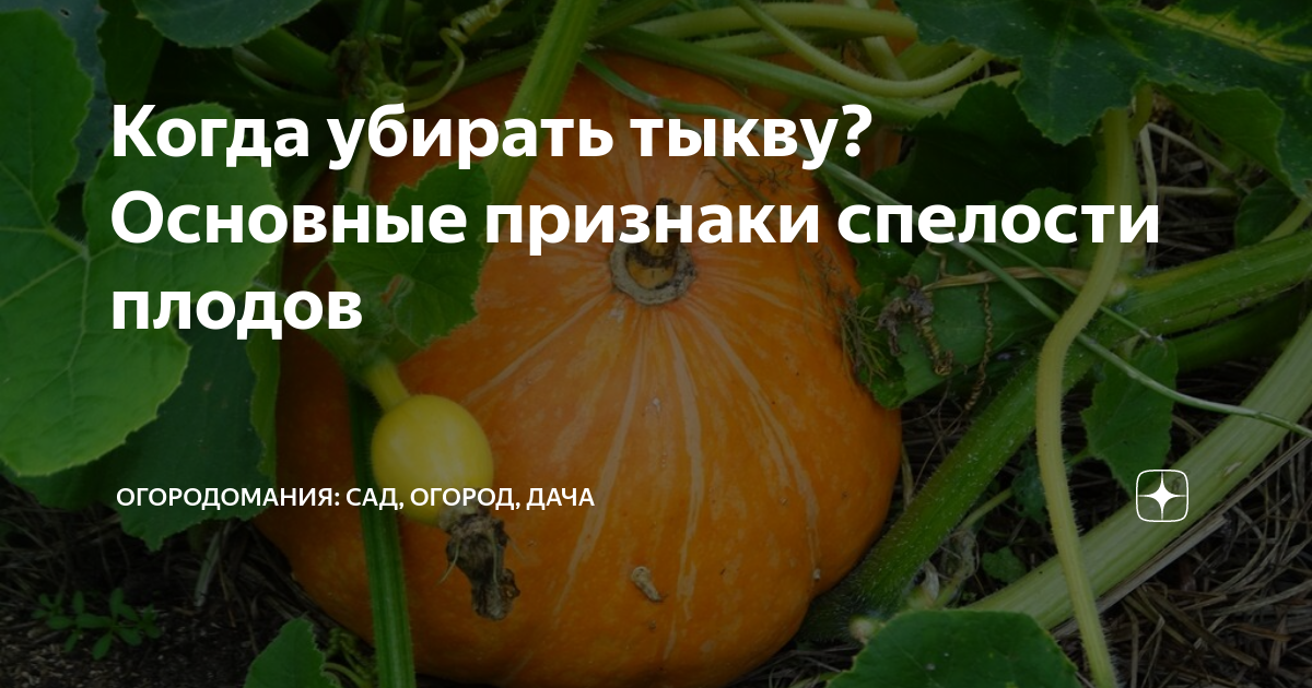 Сроки созревания и уборки тыквы с грядки на хранение