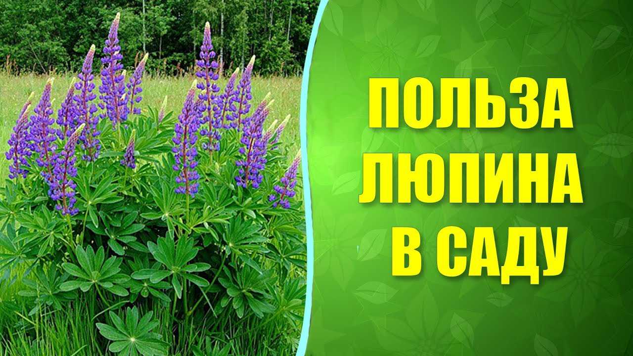 Люпин однолетний как сидерат виды влияние на почву