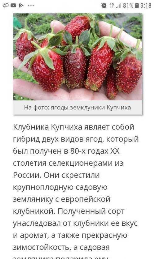 Лучшие сорта садовой земляники с названиями и описанием