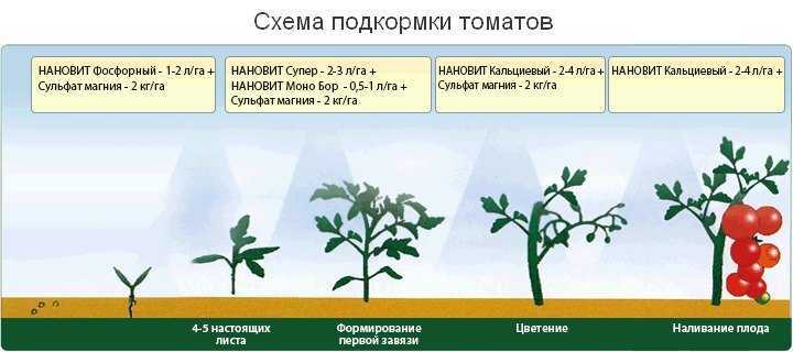 Выращивание помидоров в теплице из поликарбоната: уход от высадки в грунт до сбора урожая