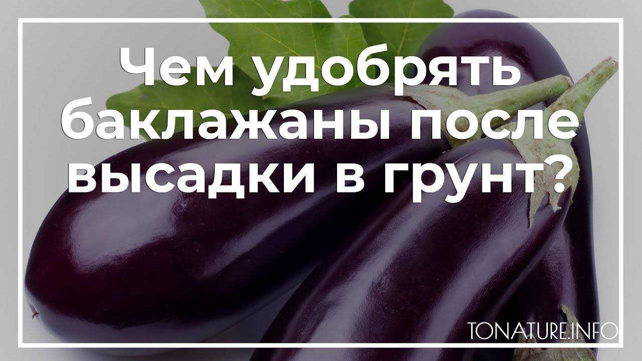 Чем подкормить баклажаны для хорошего урожая
