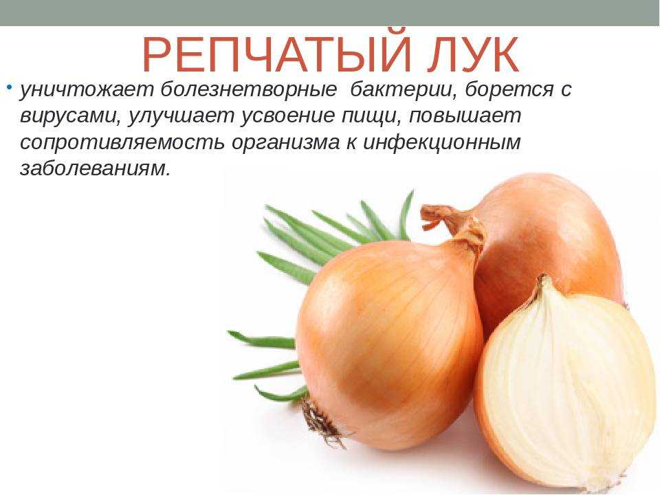 Лук эксибишен - выращивание из семян, посадка и уход, когда сажать