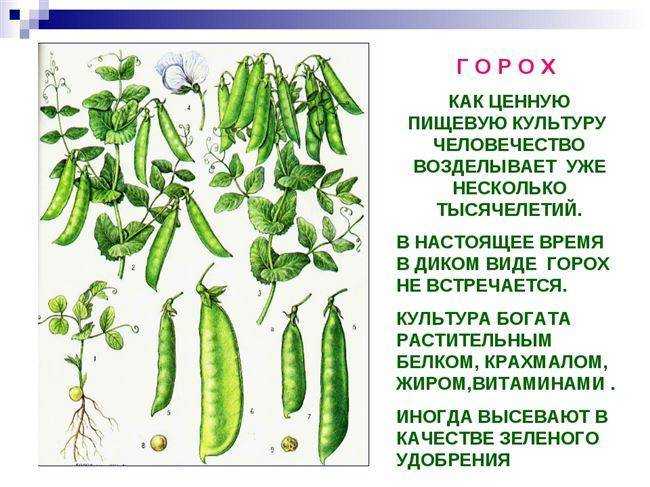 Как размножается и растет горох, технология выращивания и ухода в открытом грунте