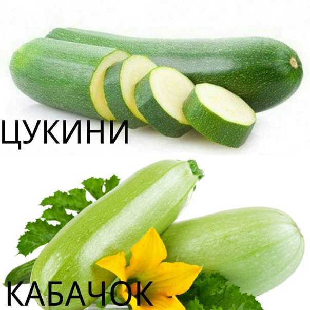 19 самых лучших сортов кабачков: описание | (фото) +отзывы