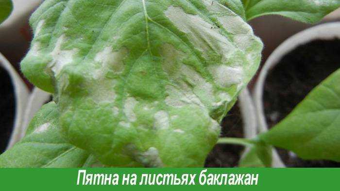 Заболевания баклажанов, фото и способы лечения овоща