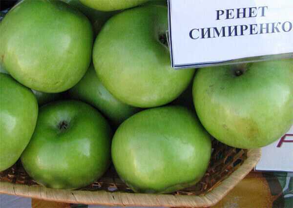 Старинная яблоня семеренко (ренет симиренко): описание, фото