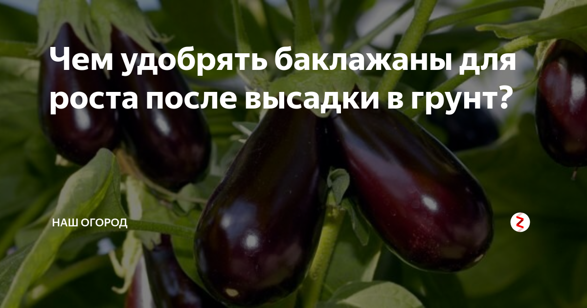 Чем подкормить рассаду баклажанов чтобы были толстенькие