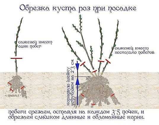 Уход за розами после зимы: когда открывать, обрезка