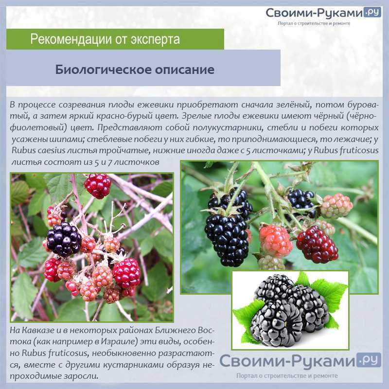 В июле-августе на кустах ежевики созревают ягоды Для максимального урожая нужна подкормка Ведь в это время растение ещё даёт прирост новых побегов, на