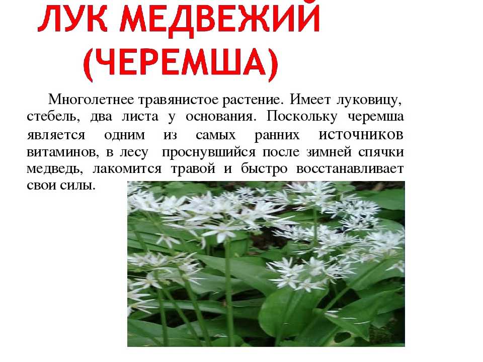 16 отличных сортов слив для подмосковья и средней полосы россии