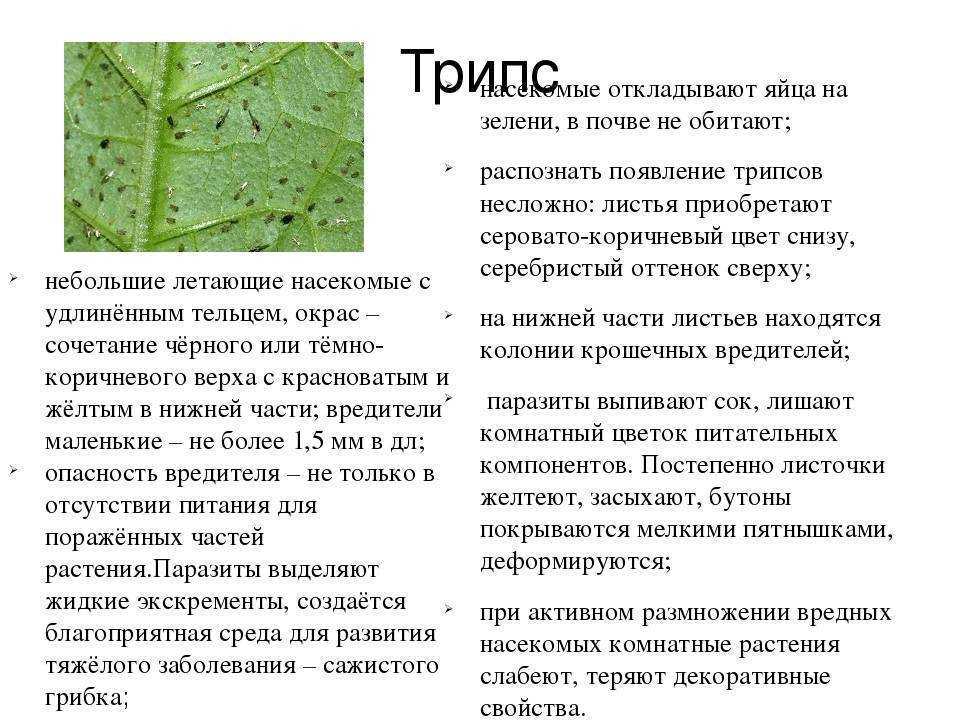 Трипсы на комнатных растениях- виды с фото, борьба с вредителем