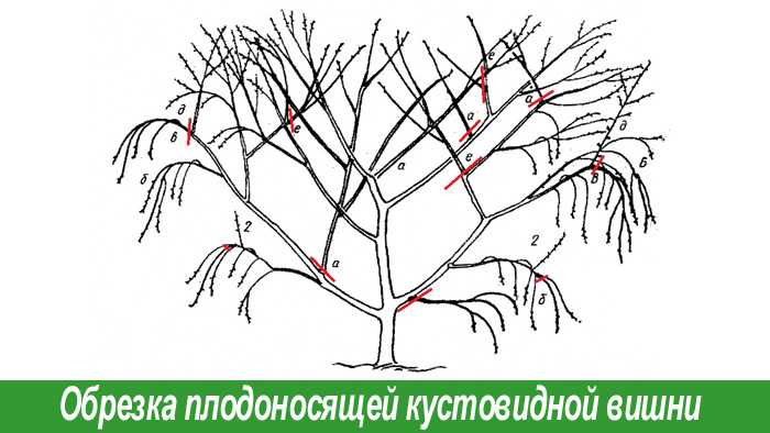 Обрезка черешни: как и когда обрезать черешню. традиционный подход и новые методы интенсивного садоводства