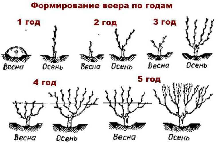 Обрезка винограда осенью для начинающих в картинках пошагово