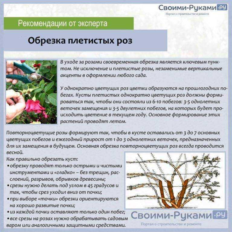 Уход за садовой глицинией: как обрезать растение осенью и укрыть на зиму? selo.guru — интернет портал о сельском хозяйстве