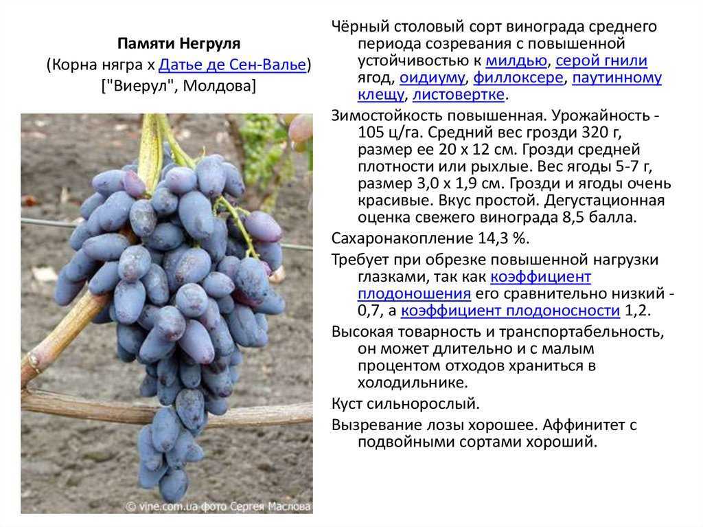 Самые лучшие сорта винограда с описание и фото, крупные, сладкие, ранние разновидности ягоды