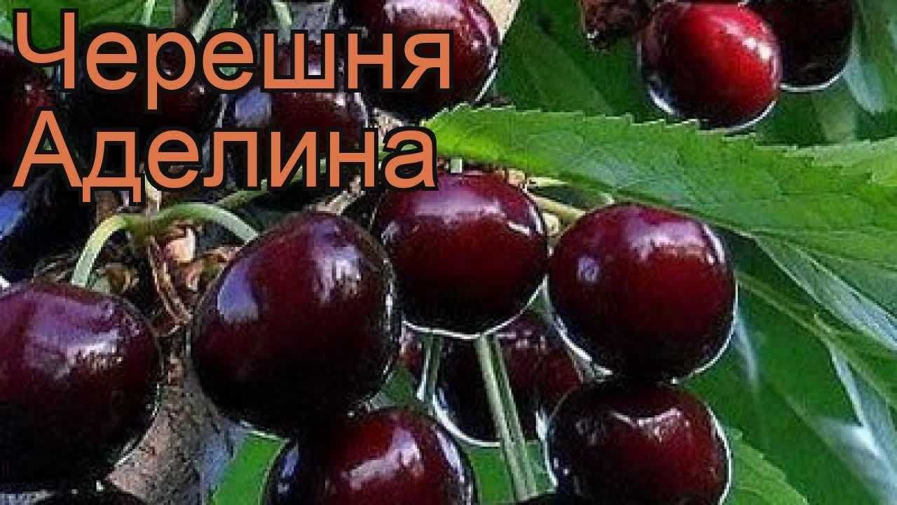 Самые сладкие и крупные сорта черешни по алфавиту