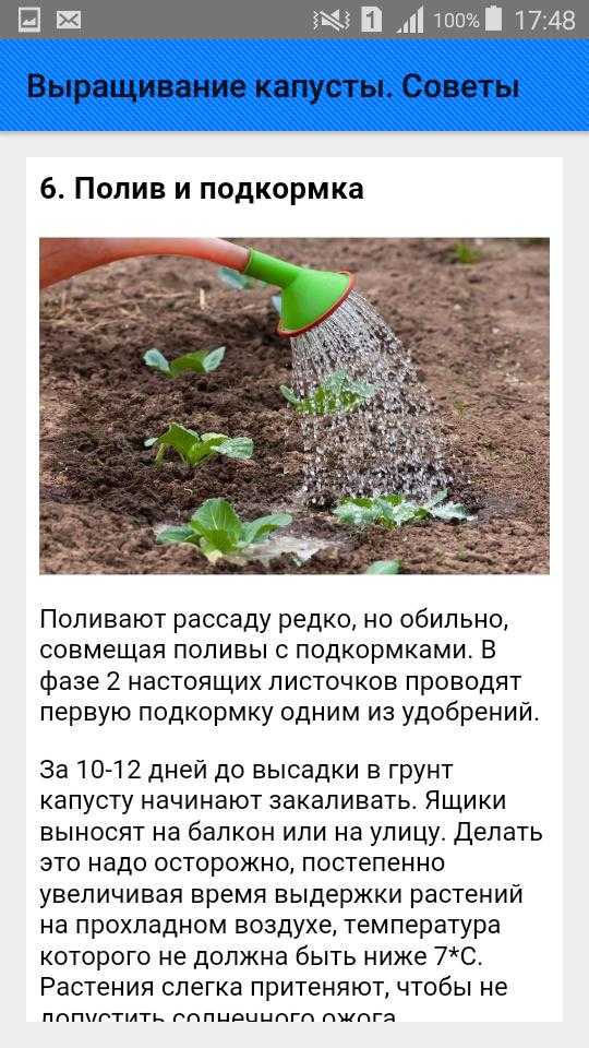 Когда можно высаживать капусту в грунт. Агротехника возделывания капусты. Технология выращивания капусты. Технология возделывания капусты. Условия выращивания капусты.