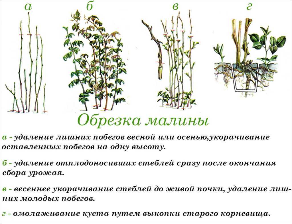 Как обрезать малину весной для начинающих: схемы и поэтапные инструкции