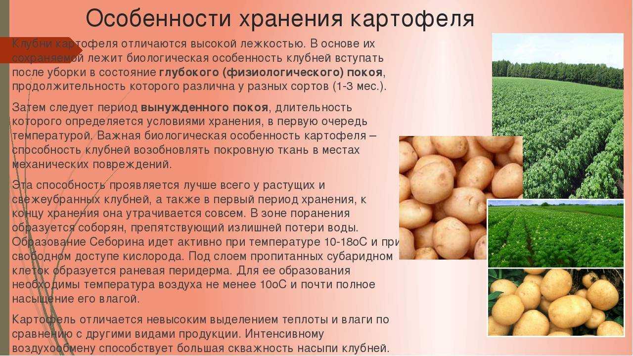 Картофель: выращивание на огороде, хранение, сорта
