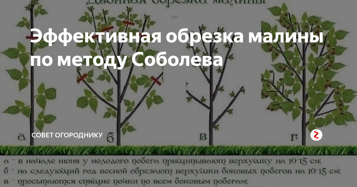 Выращивание малины по методу соболева. видео
