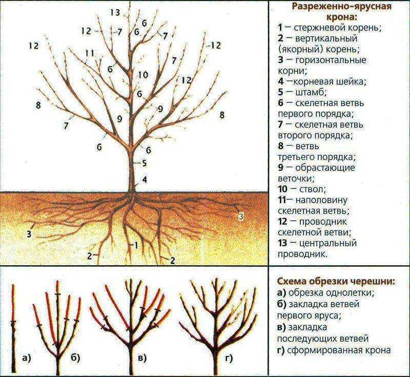 Уход за черешней осенью и подготовка к зиме: подкормка, обрезка, обработка и укрытие на зиму
