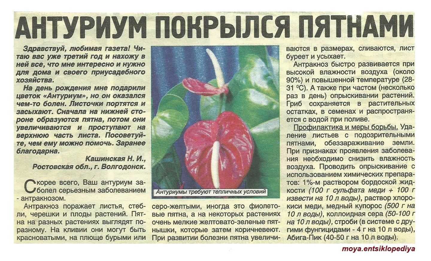 Антуриум – гид по уходу в домашних условиях