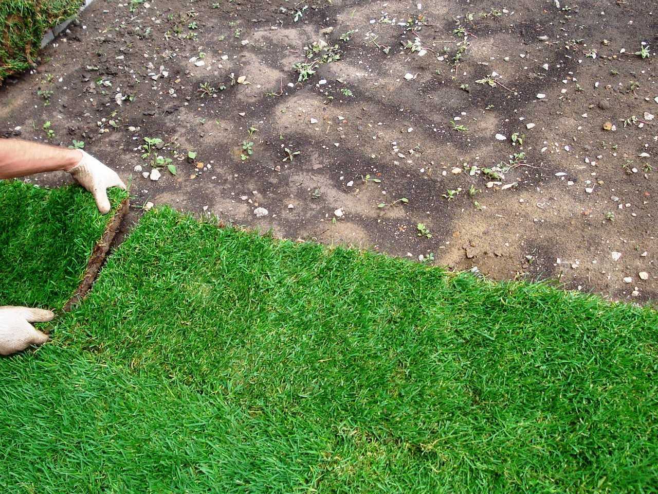 Как сажать газонную траву на даче: пошаговое руководство и советы