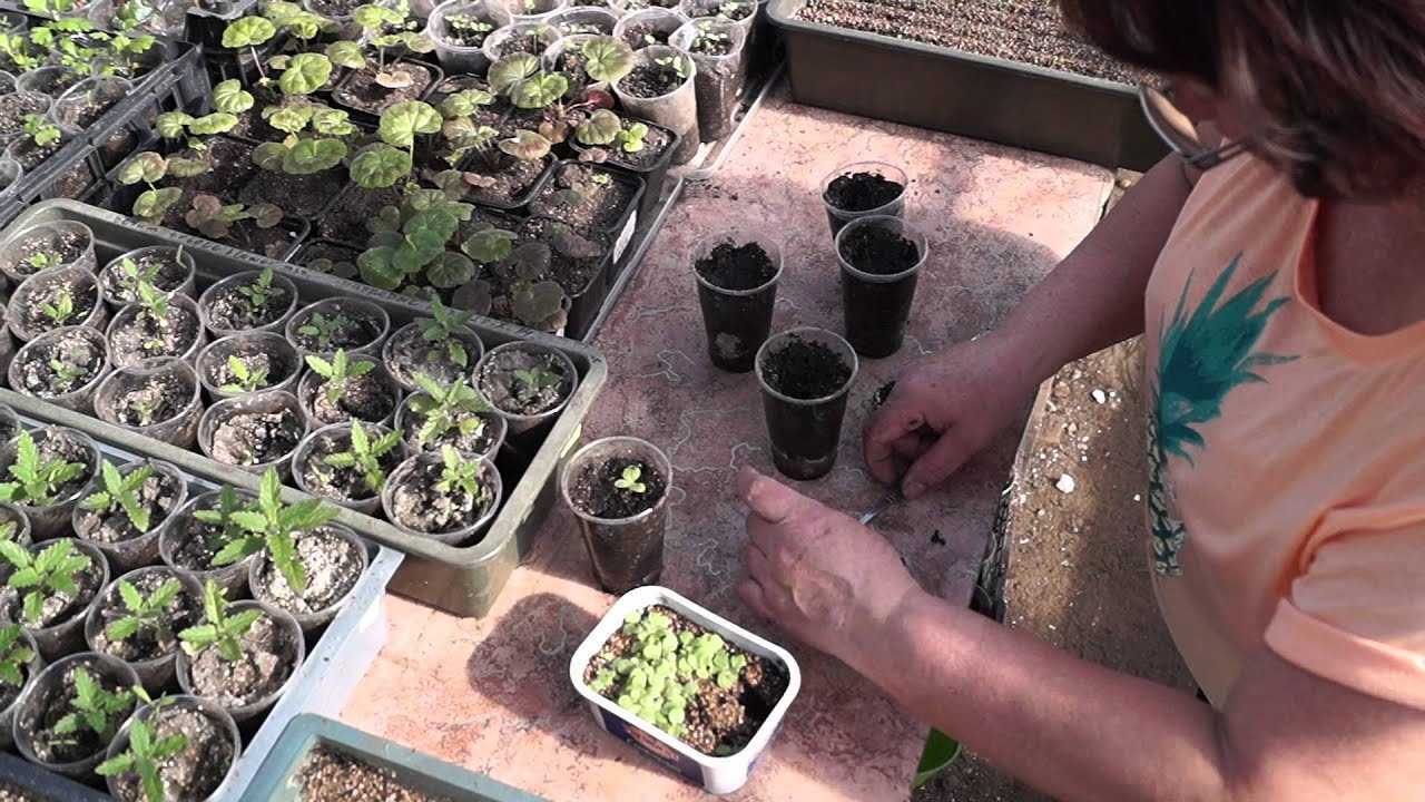 Душистый табак посадка и уход фото, когда сеять семена, фото, видео