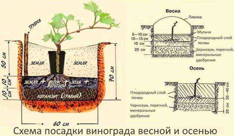 Когда лучше сажать ежевику саженцами: весной или осенью