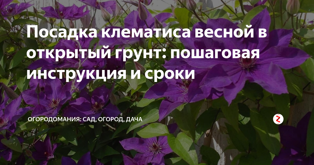Посадка клематиса осенью в открытый грунт: правила, сроки, схемы
