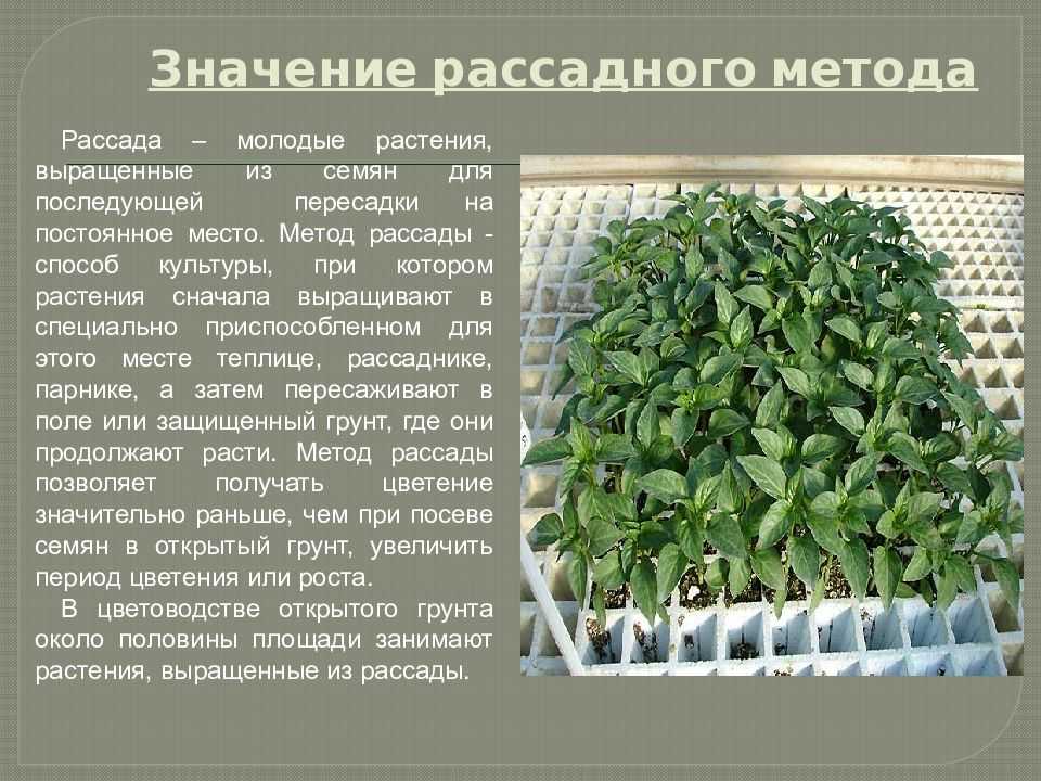 Любисток. выращивание из семян, уход за растением