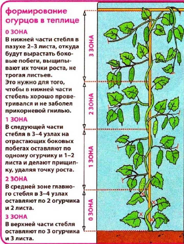 Когда и как сажать огурцы (семенами и рассадой) в теплицу в 2023 году 