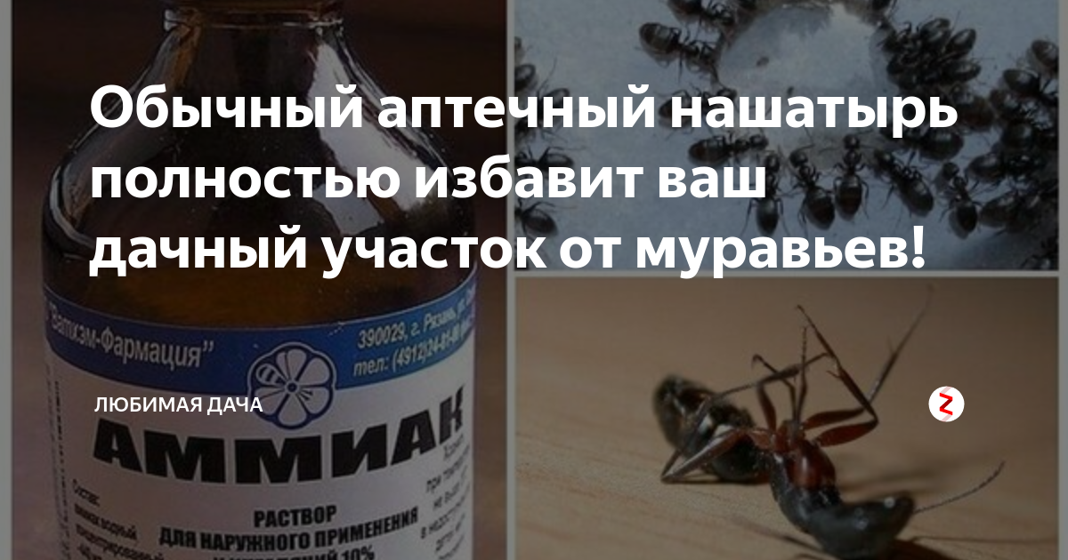 Муравьи на огороде: как избавиться от них народными средствами?