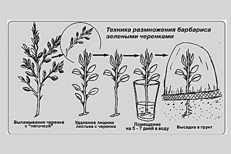 Барбарис декоративный: посадка и уход за кустарником, виды и сорта, применение на участке  - 24 фото