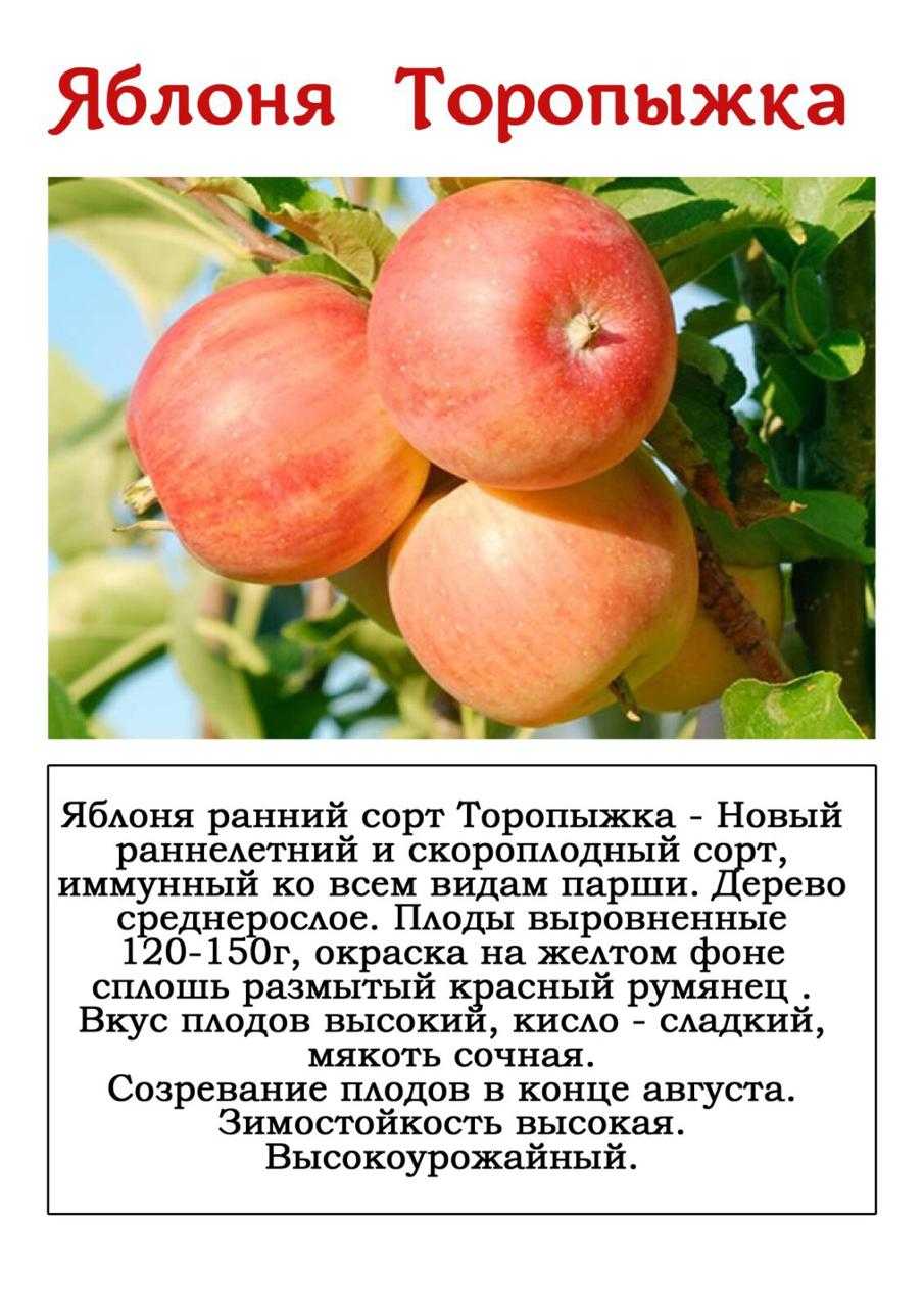 Особенности посадки яблонь в сибири: выбор сорта, участка, рекомендации по высаживанию и уходу