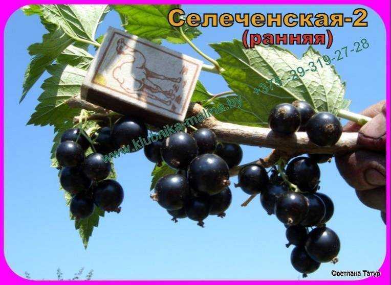 Смородина селеченская 2: отзывы, фото, описание сорта, посадка и уход, выращивание и размножение, морозостойкость, урожайность